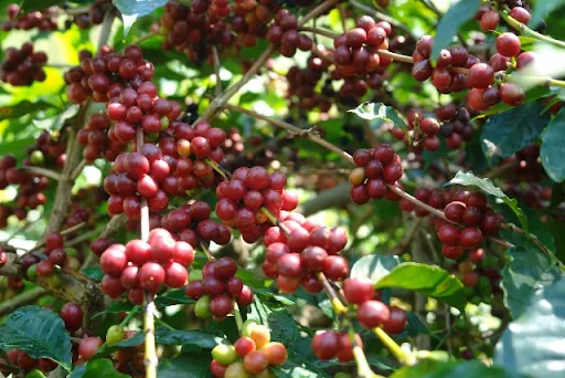 Clusters of ripe red coffee cherries on the branch